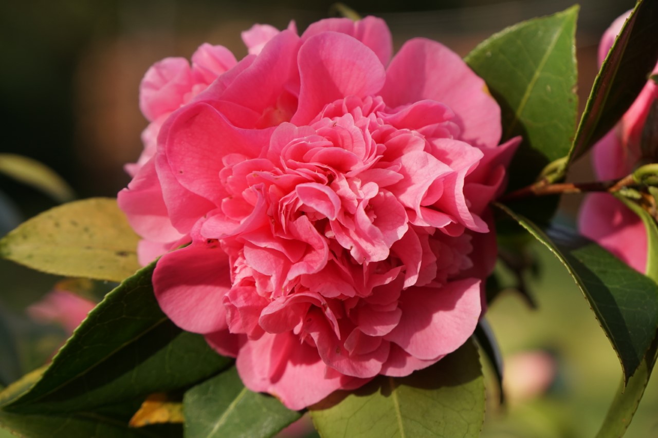 C. x williamsii 'Debbie' AGM